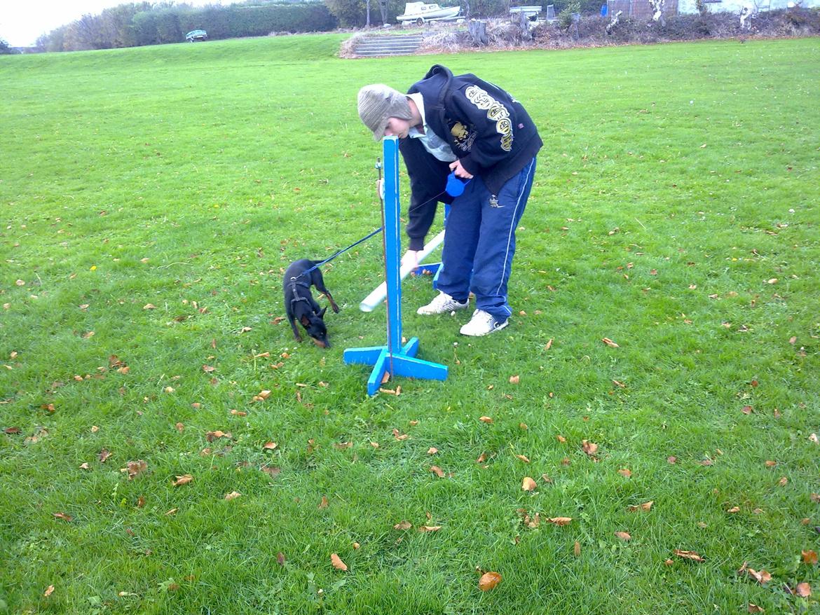 Engelsk toy terrier Rex billede 16