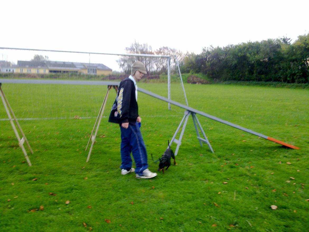 Engelsk toy terrier Rex billede 17