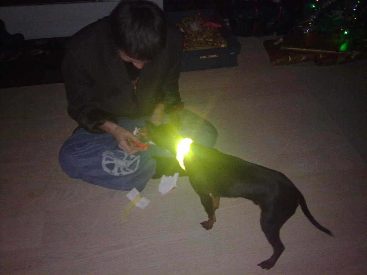 Engelsk toy terrier Rex billede 18