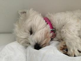 West highland white terrier Bella billede 8