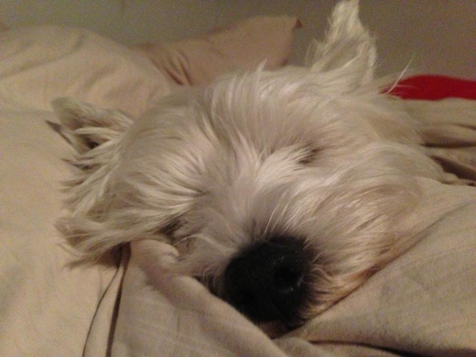 West highland white terrier Bella - Verden lækreste lille lakrids! billede 9