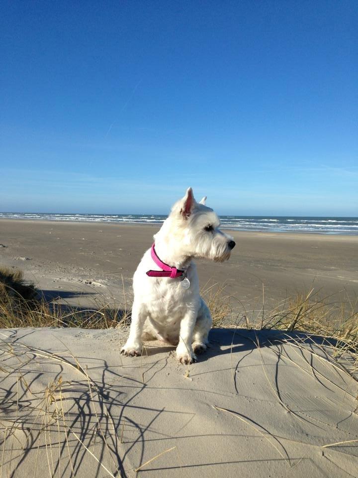 West highland white terrier Bella billede 10