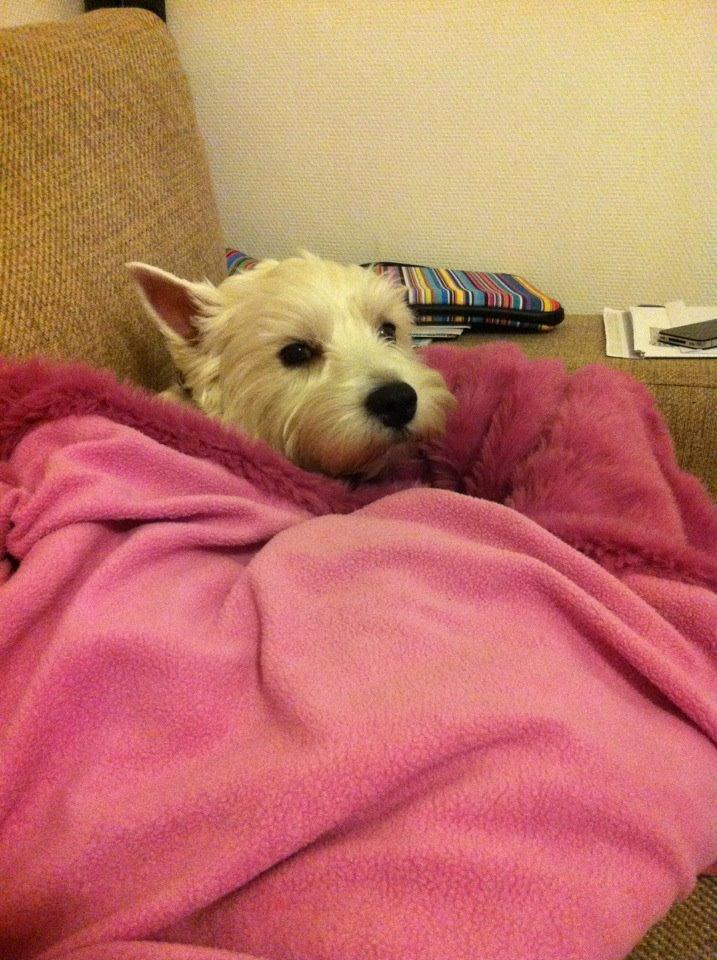 West highland white terrier Bella billede 11