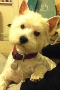 West highland white terrier Bella billede 12