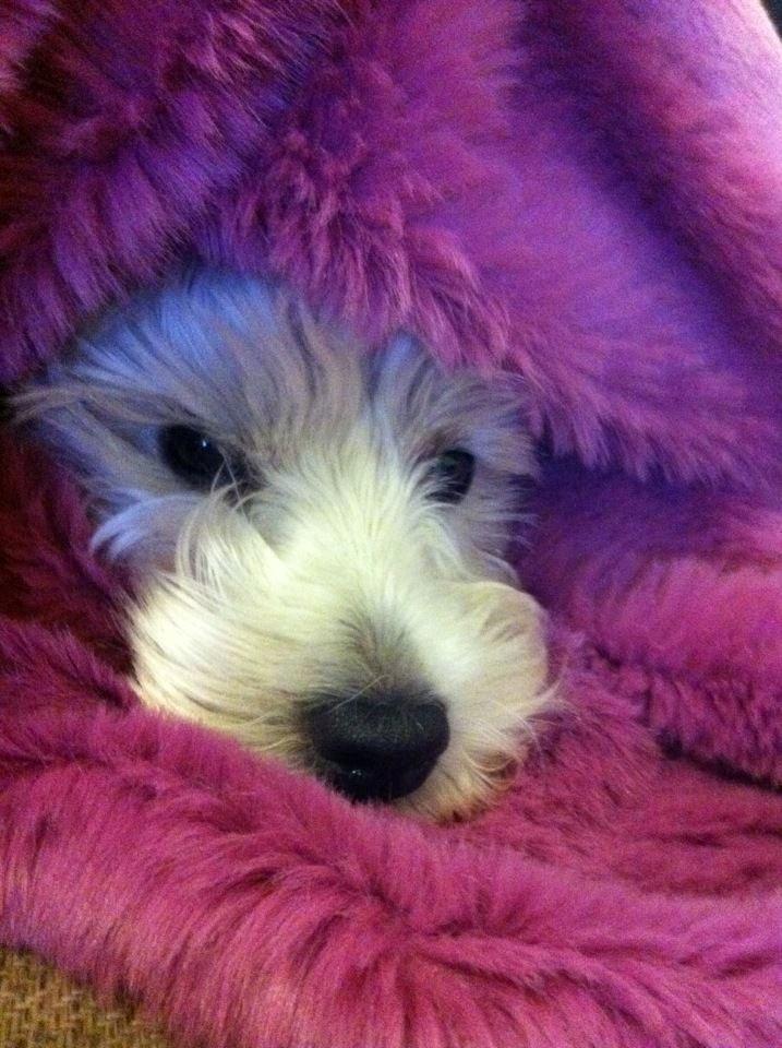 West highland white terrier Bella billede 13