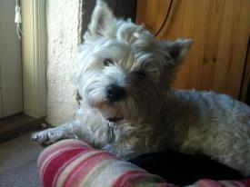 West highland white terrier Bella - Bella 3 år billede 14