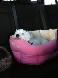 West highland white terrier Bella billede 15