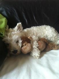 West highland white terrier Bella billede 16