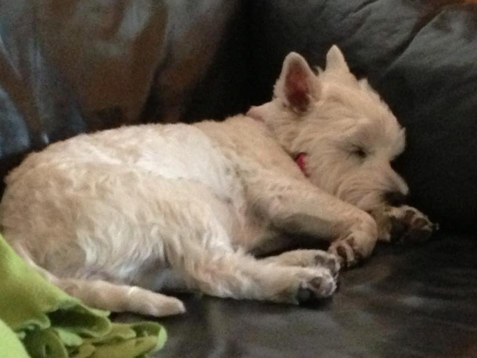 West highland white terrier Bella - Bella 4 år billede 17
