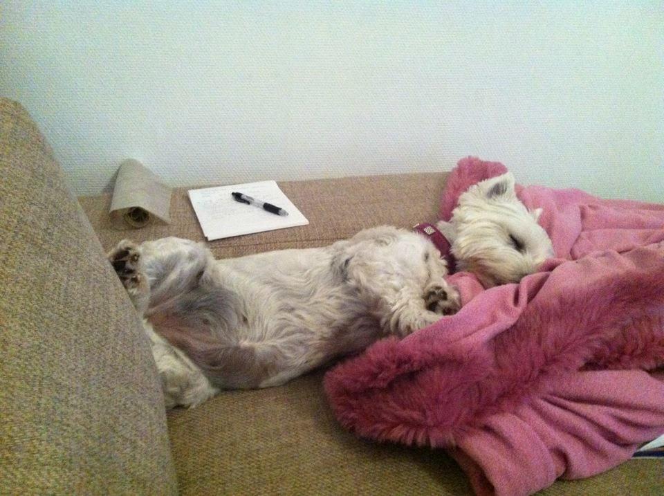 West highland white terrier Bella billede 18