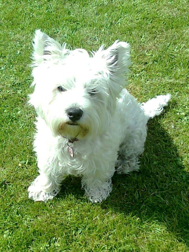 West highland white terrier Bella billede 19