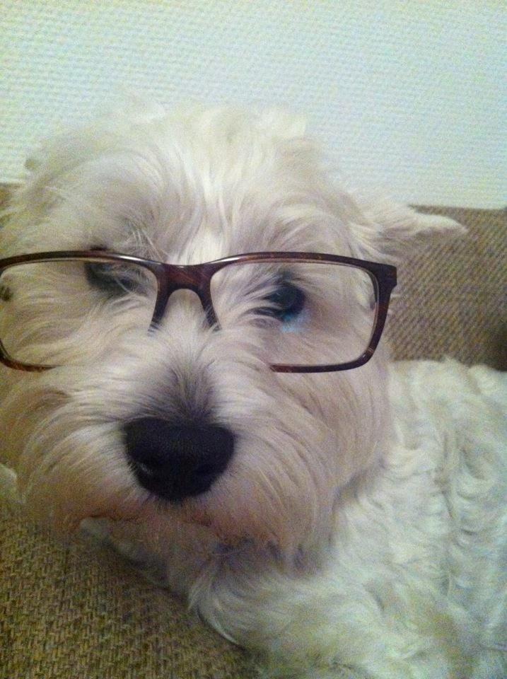 West highland white terrier Bella billede 20