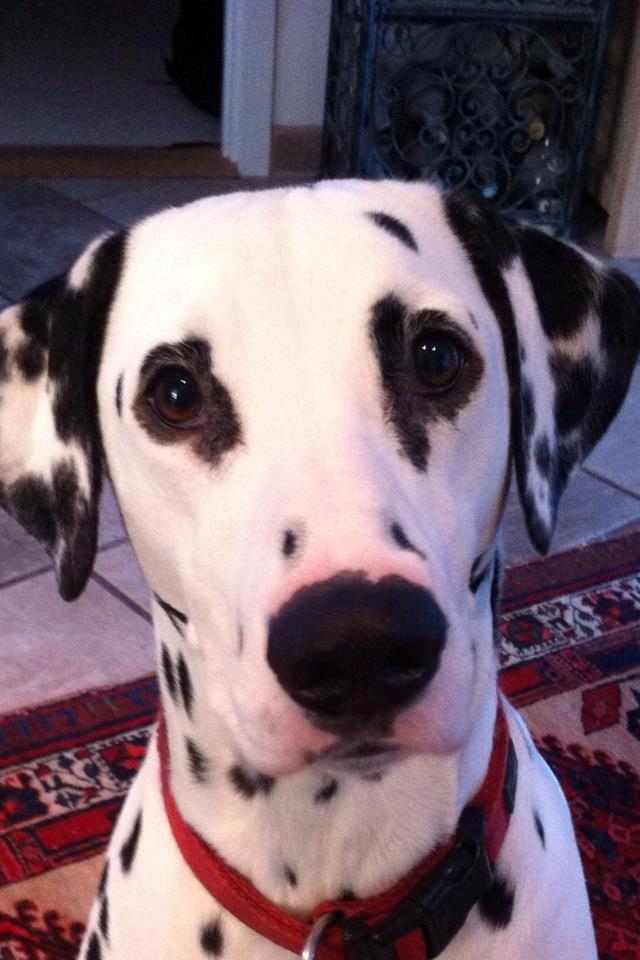 Dalmatiner Mille - Her er min smukke hund Mille  billede 2