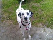 Dalmatiner Mille - min dejlige hun som står og kigger efter min mad billede 4