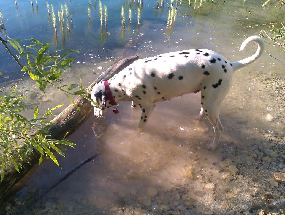 Dalmatiner Mille - til vandet  billede 5