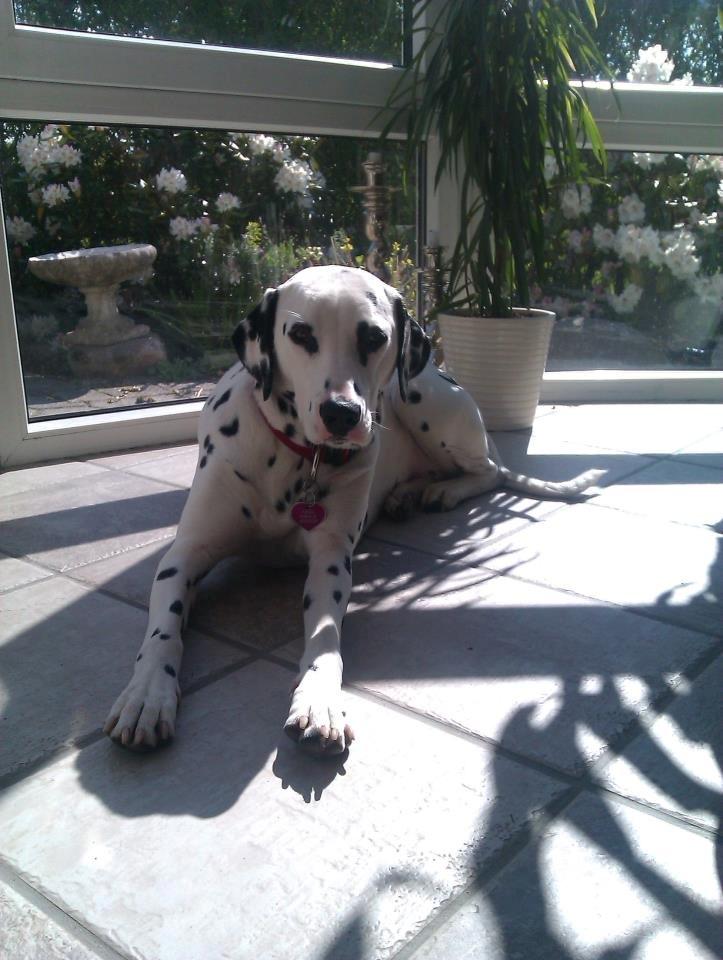 Dalmatiner Mille - Mille ligger i solen og soler sig billede 1