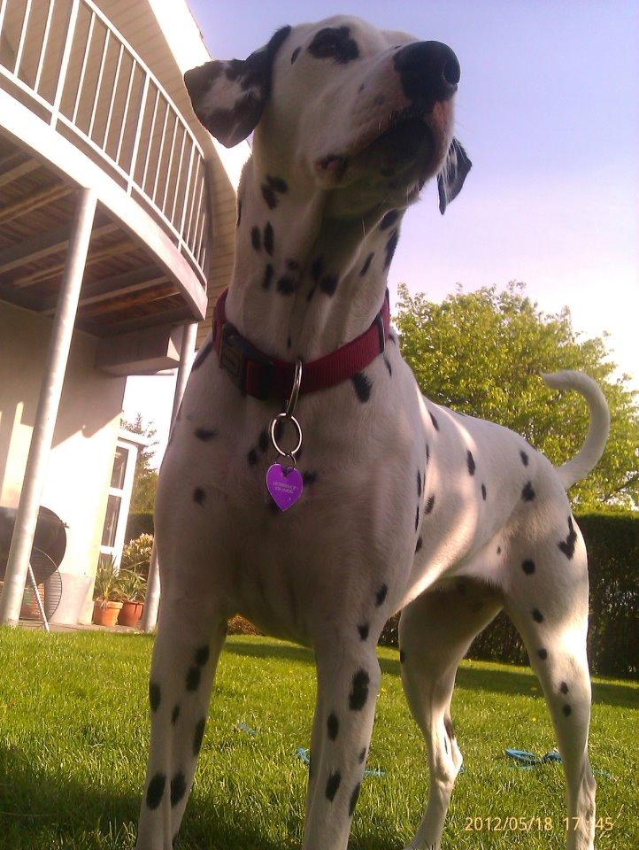 Dalmatiner Mille billede 6