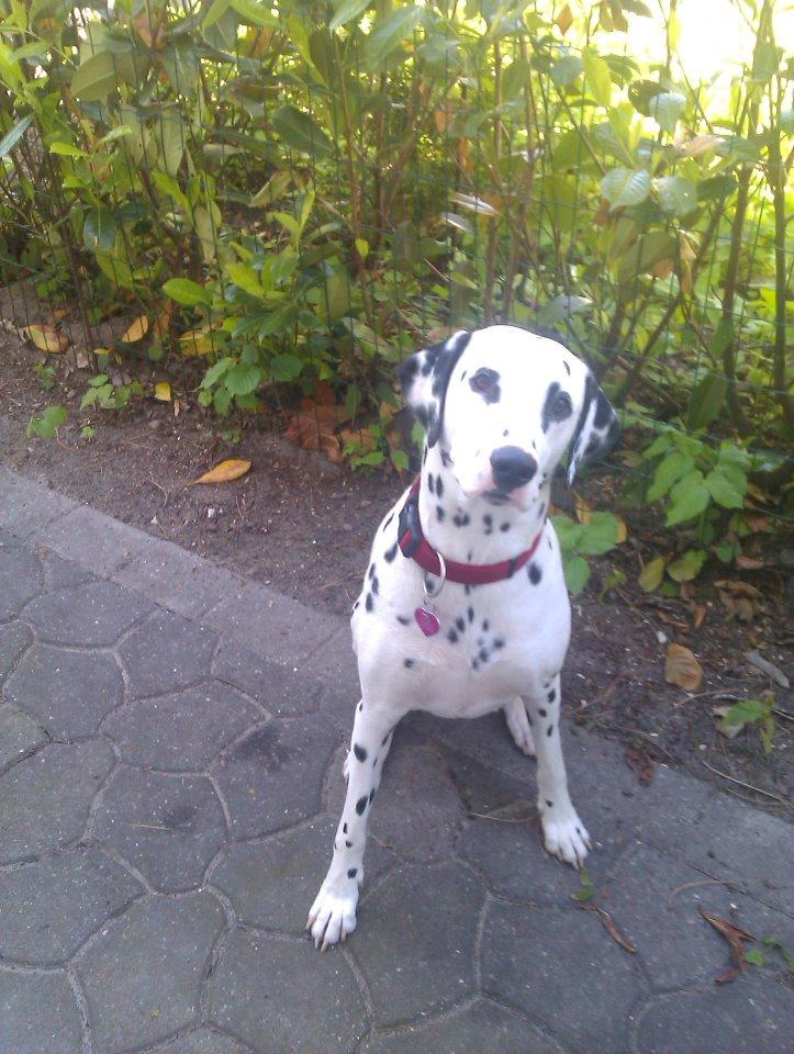 Dalmatiner Mille - NÅRRRE skather hvad sidder du der for  billede 7