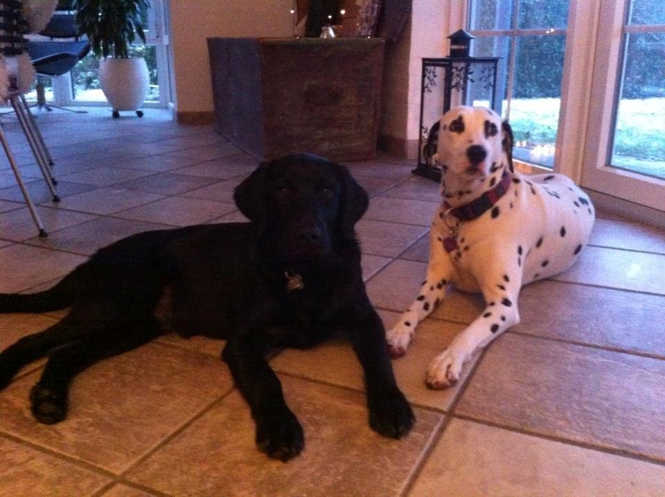 Dalmatiner Mille billede 8