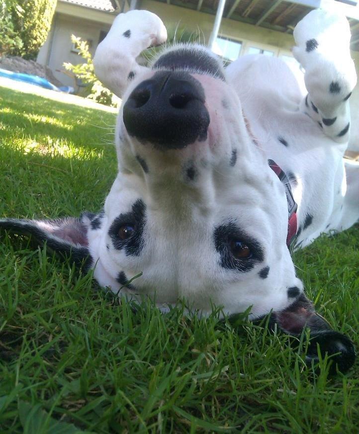 Dalmatiner Mille billede 9