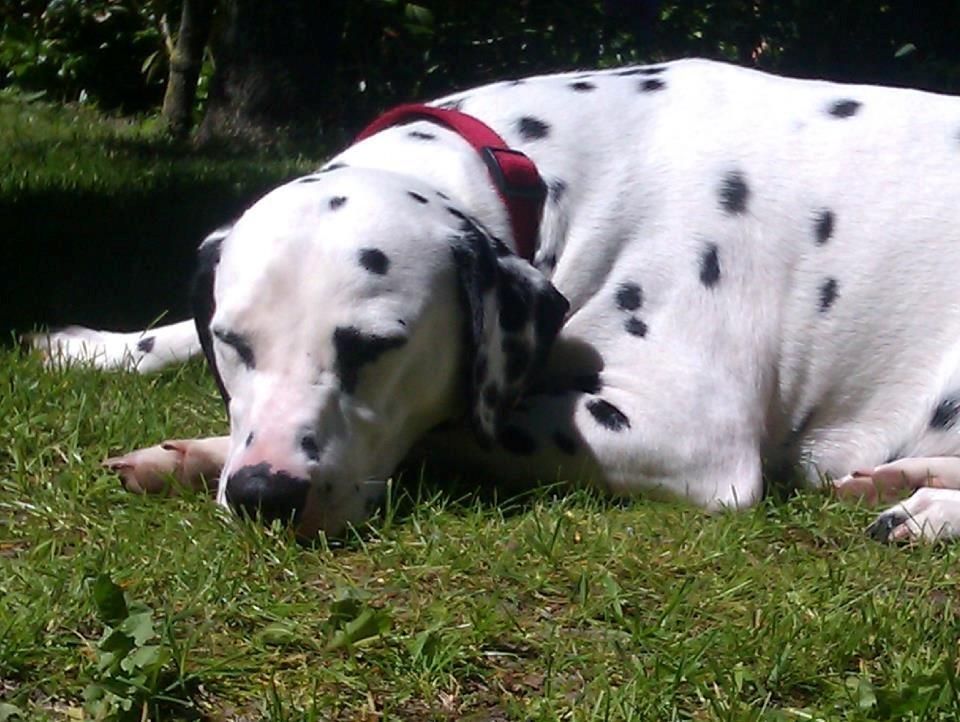 Dalmatiner Mille billede 10