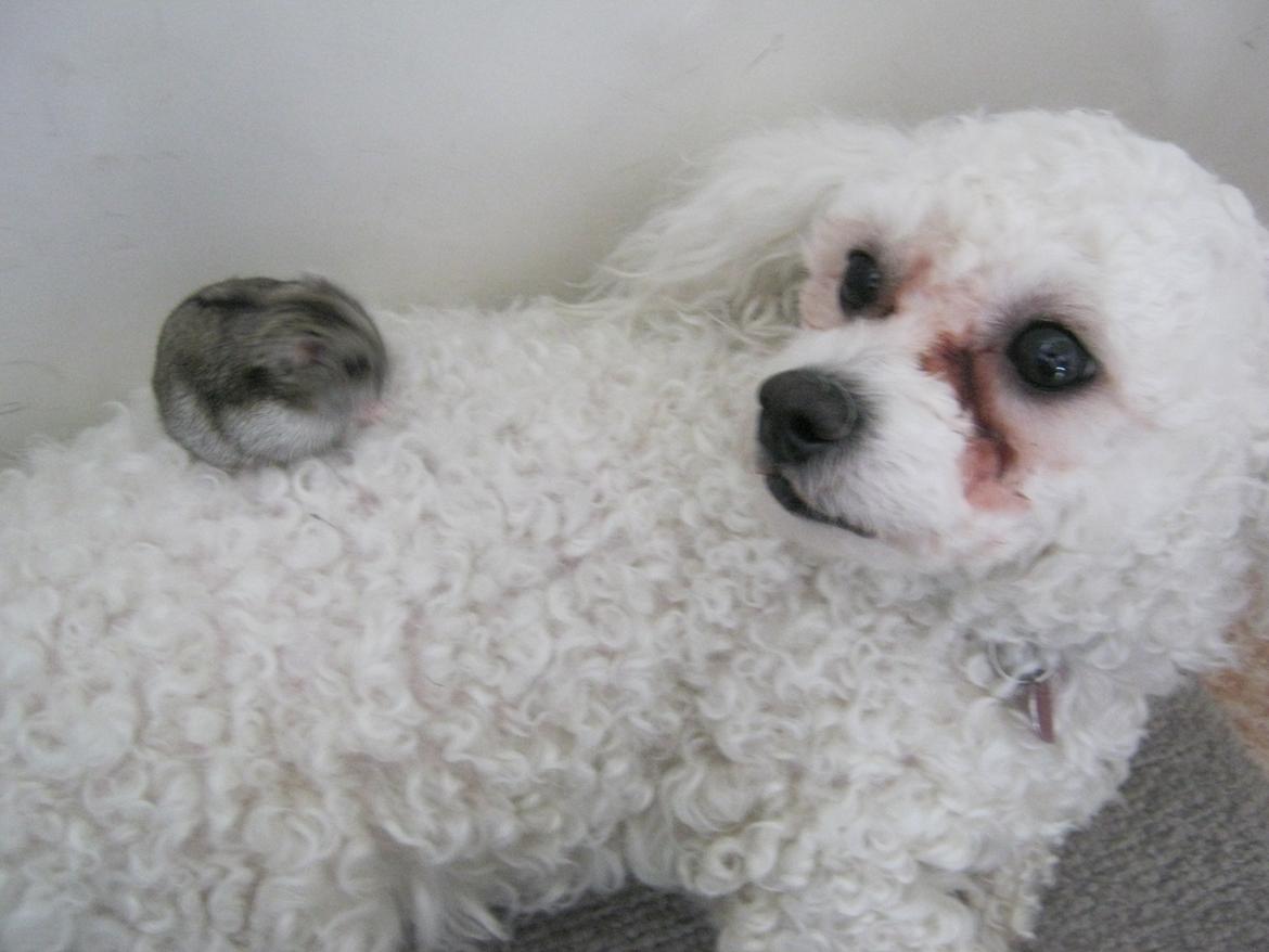 Bichon à poil frisé Coco - Coco med vores lille dværghamster Macho billede 1