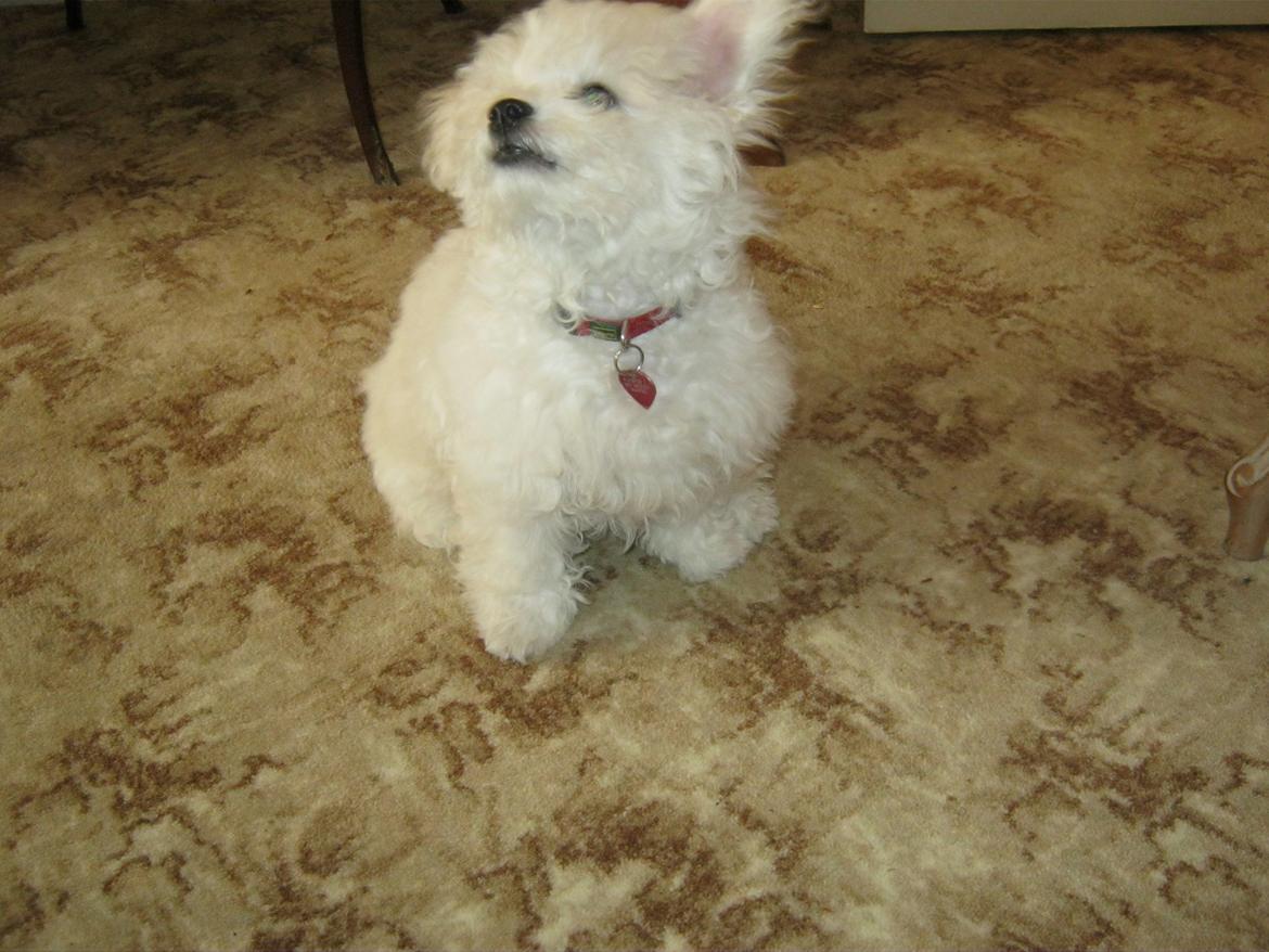 Bichon à poil frisé Coco - Coco billede 2