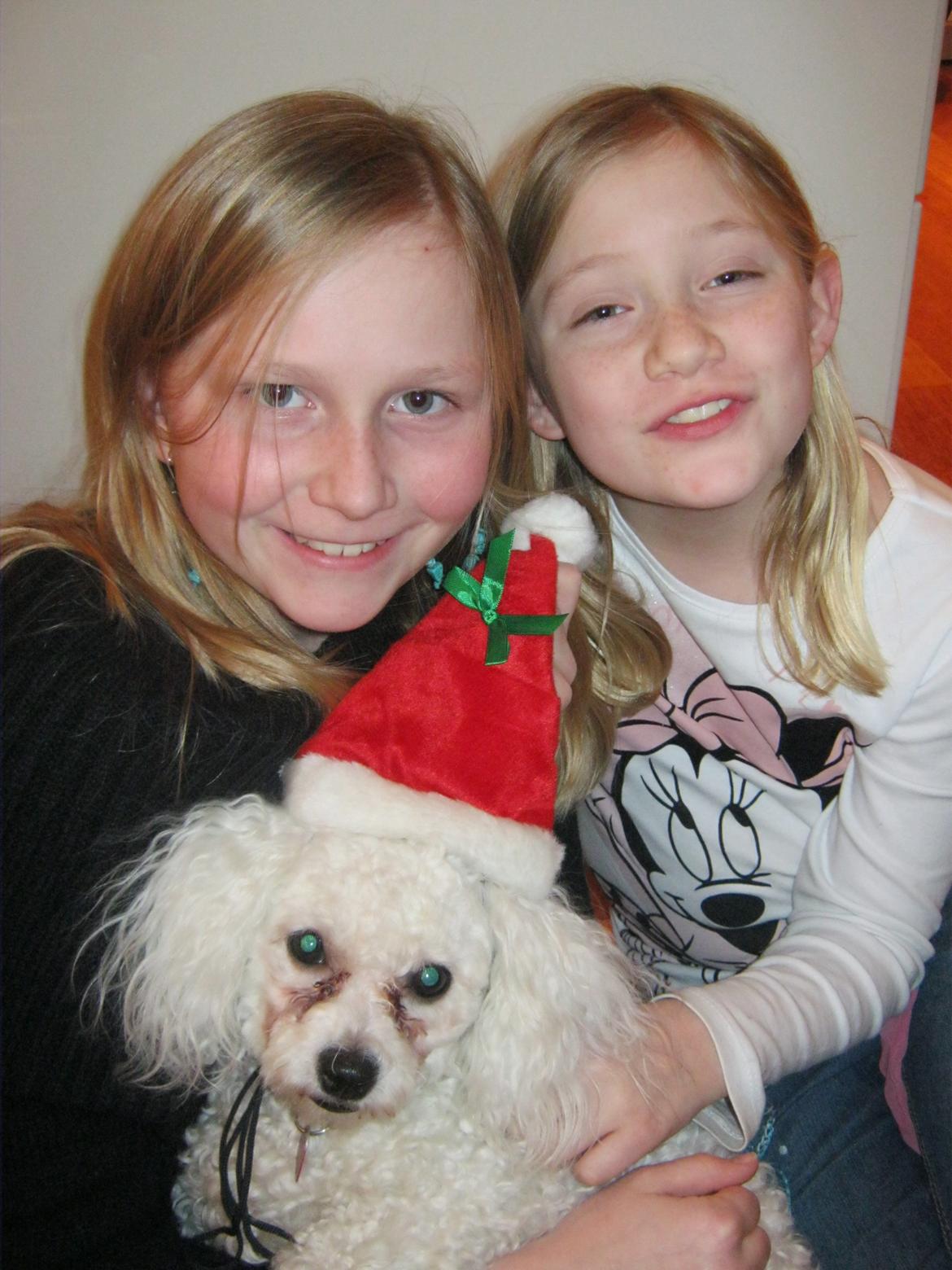Bichon à poil frisé Coco - Coco med mig og min lilesøster i julehumør :-)
- julen 2011 billede 3