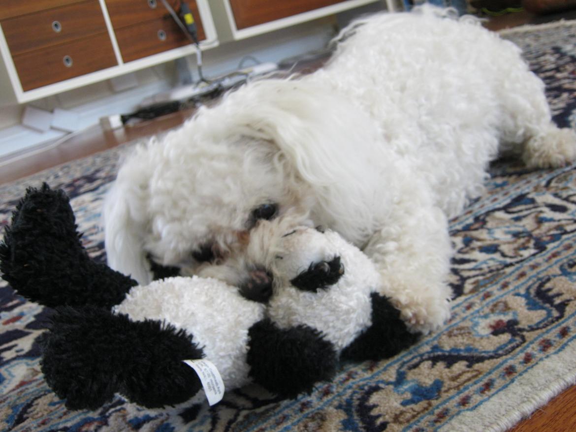 Bichon à poil frisé Coco - Coco med hendes trofaste pandabamse - de har været igennem meget sammen billede 4