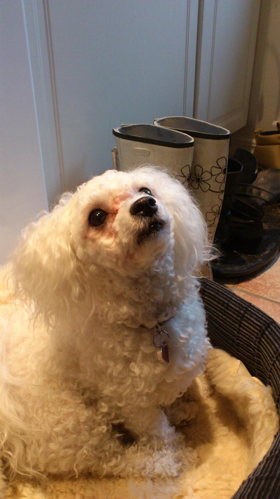 Bichon à poil frisé Coco - Hvor er godbidden? :-D billede 5