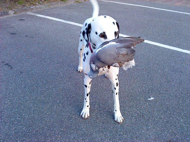 Dalmatiner Mille - Her er en meget stolt hund men ikke en så stolt eger billede 11