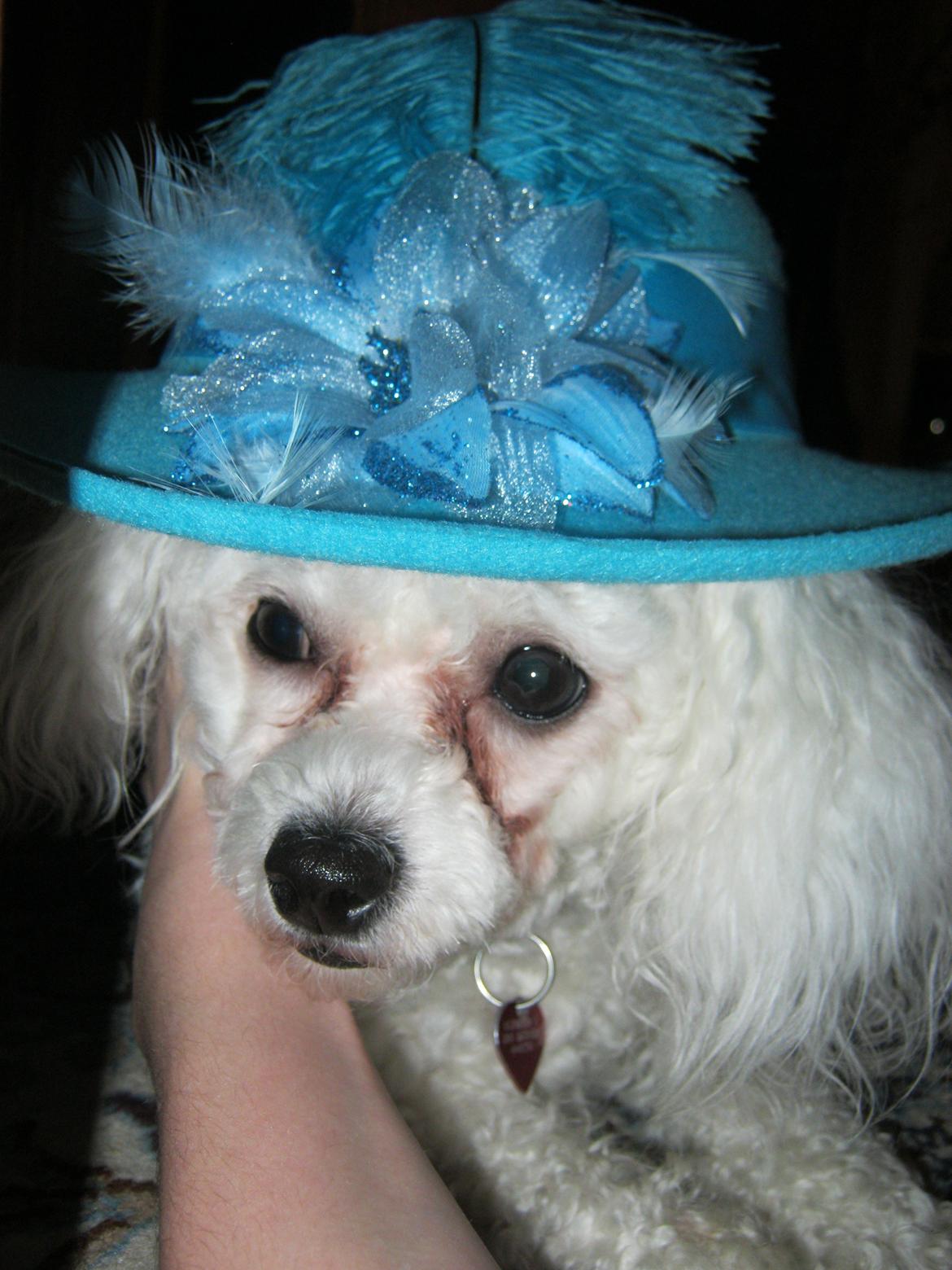 Bichon à poil frisé Coco - Dejlige nytårsaften :-)
 billede 6