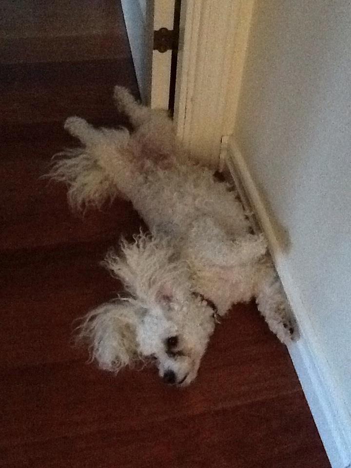Bichon à poil frisé Coco - yoga-tid!!! billede 7