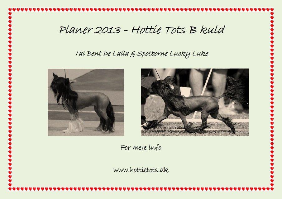 Chinese crested hårløs Nova billede 4