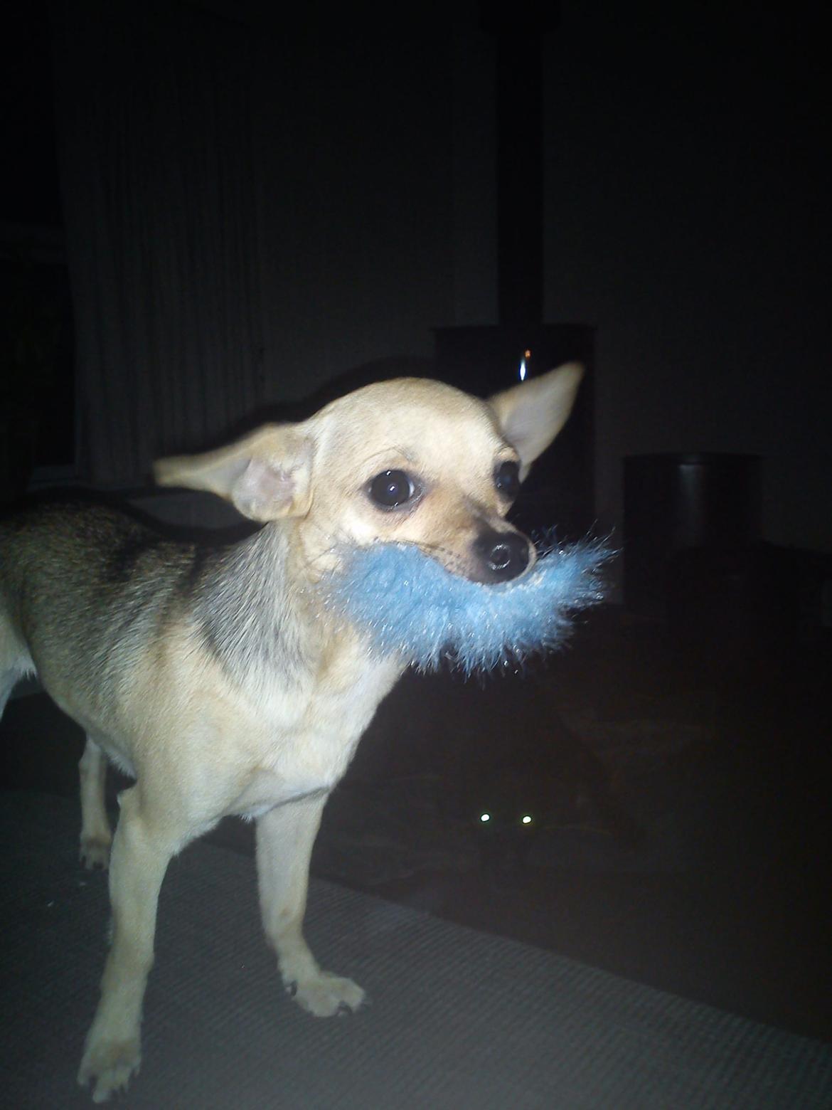 Chihuahua Tilde. billede 1