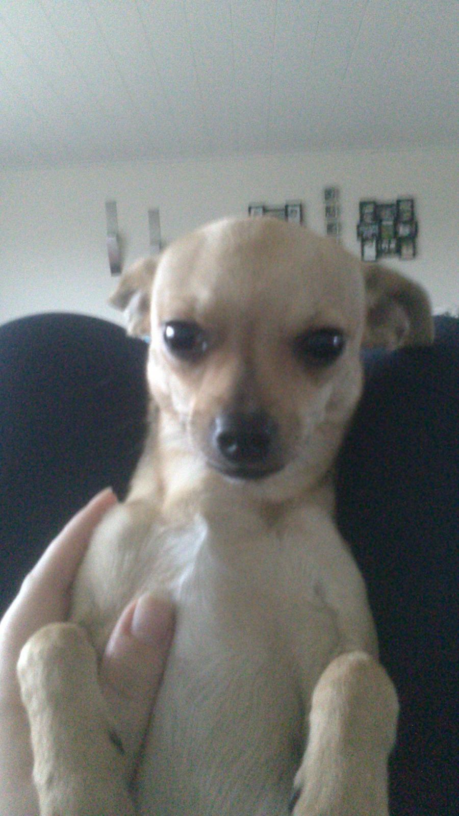 Chihuahua Tilde. billede 2