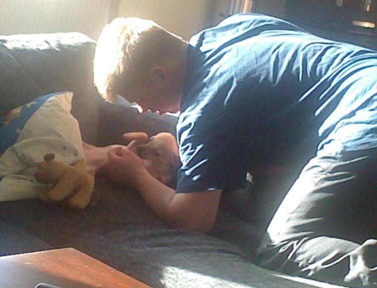 Chihuahua Tilde. billede 3