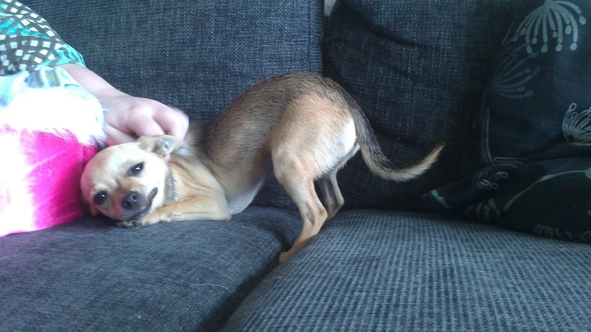 Chihuahua Tilde. billede 4