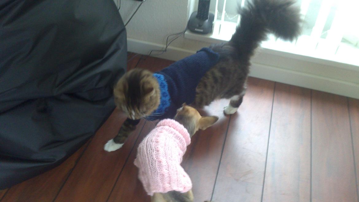 Chihuahua Tilde. billede 5