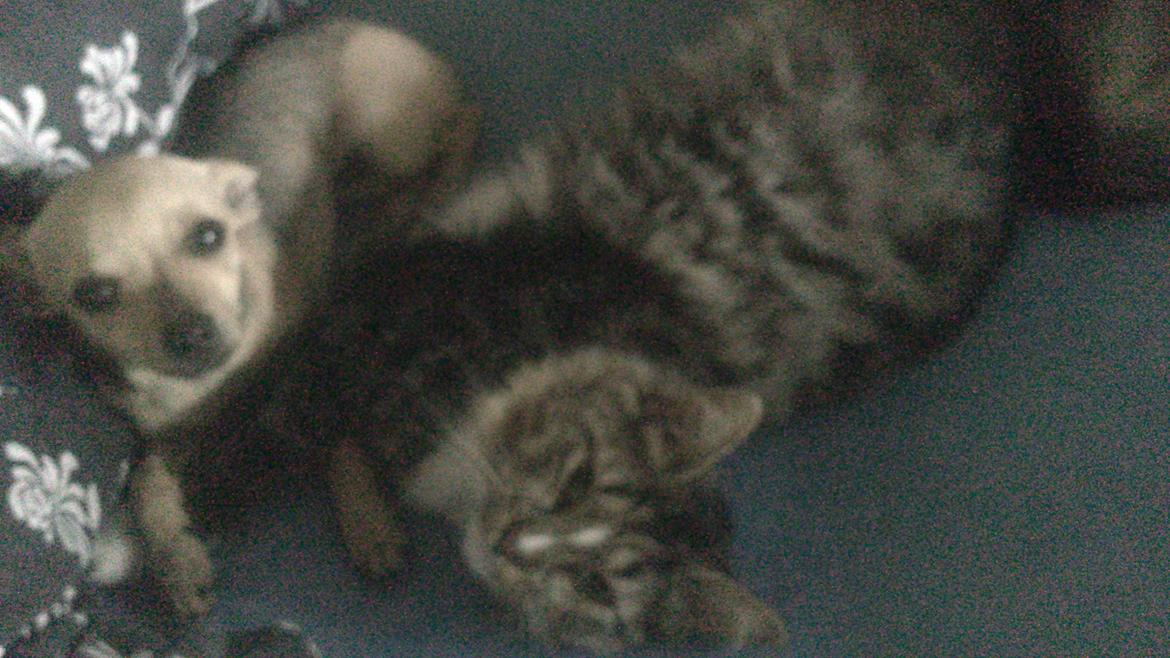 Chihuahua Tilde. billede 6