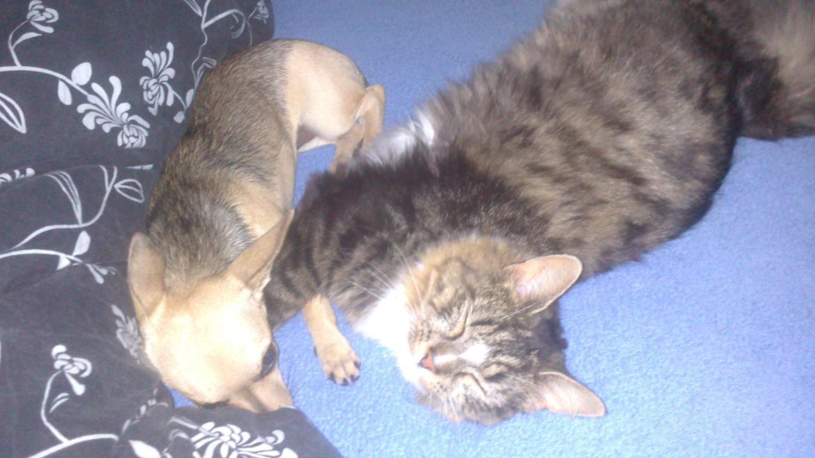 Chihuahua Tilde. billede 7