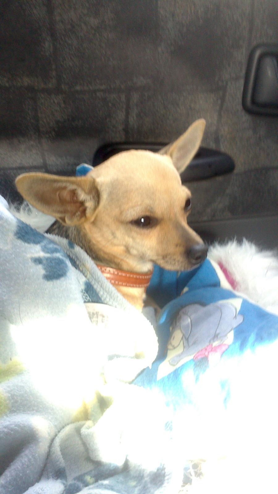 Chihuahua Tilde. billede 8