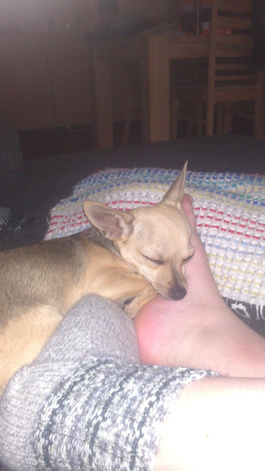 Chihuahua Tilde. billede 9