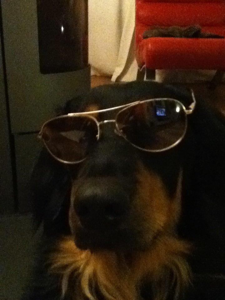 Hovawart Chili - cool er man billede 7