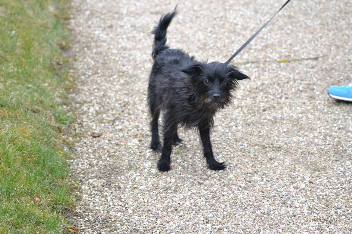 Blanding af racer Kvik <3 billede 17