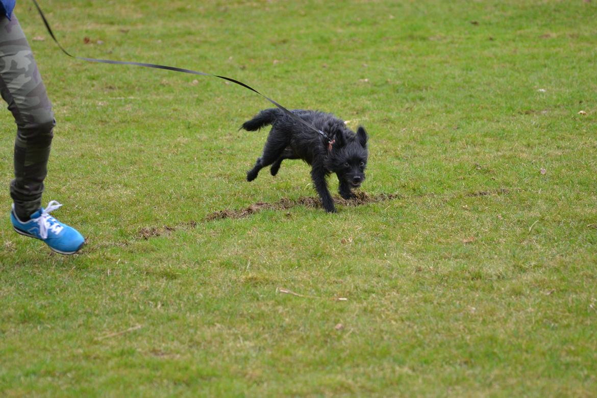 Blanding af racer Kvik <3 billede 18