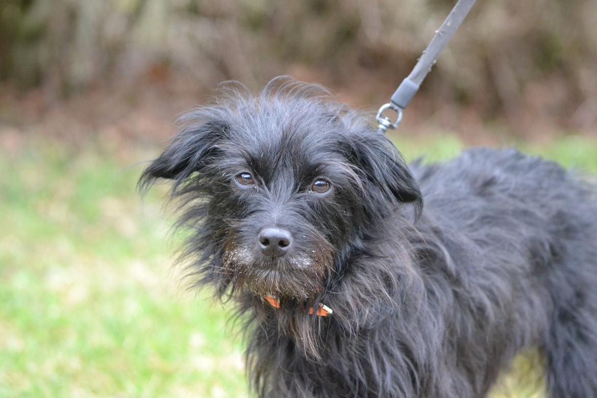 Blanding af racer Kvik <3 billede 19