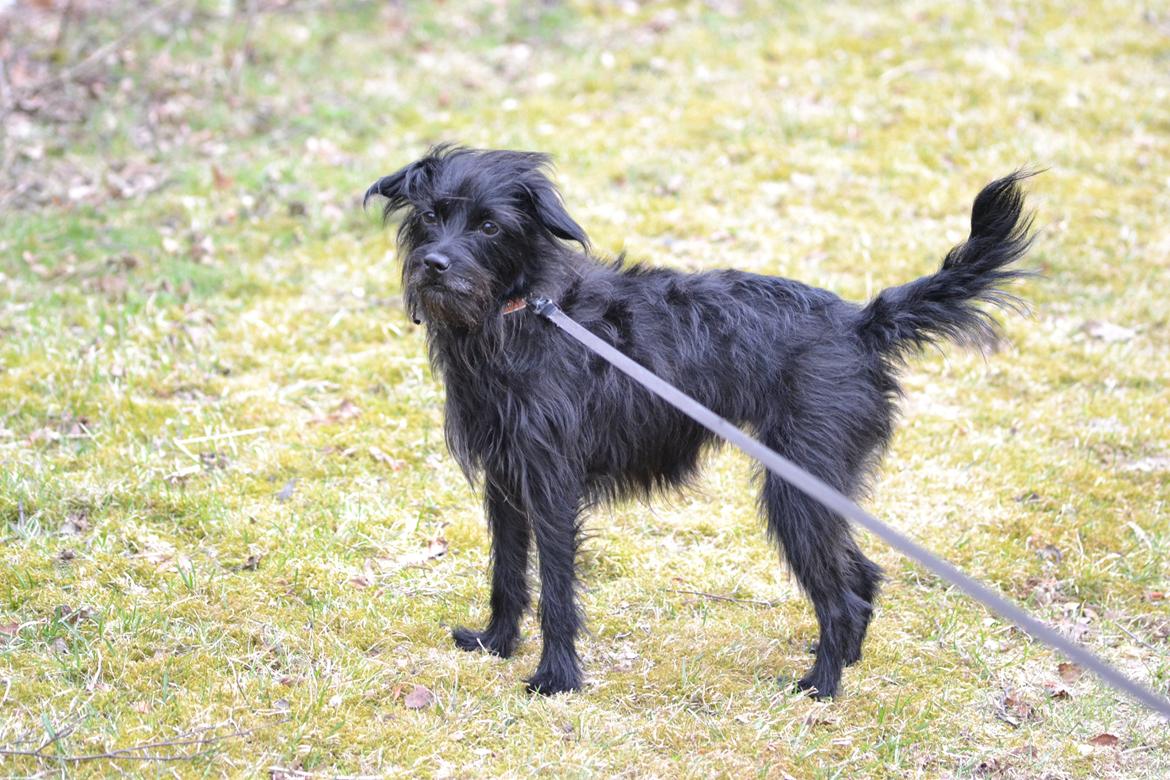 Blanding af racer Kvik <3 billede 20