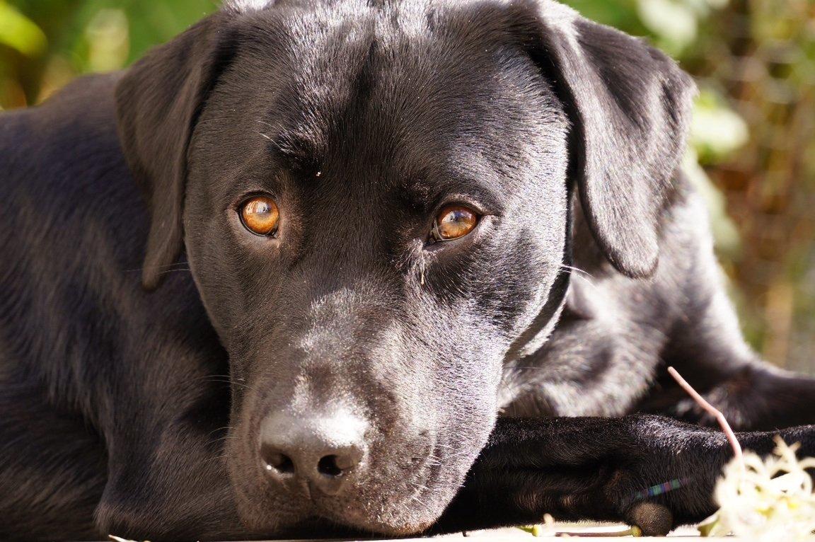 Labrador retriever Hugh billede 14