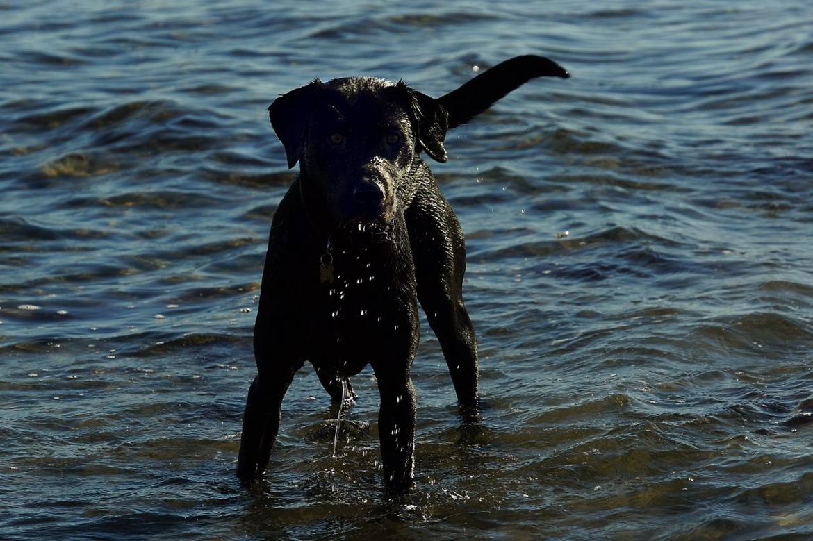 Labrador retriever Hugh billede 15